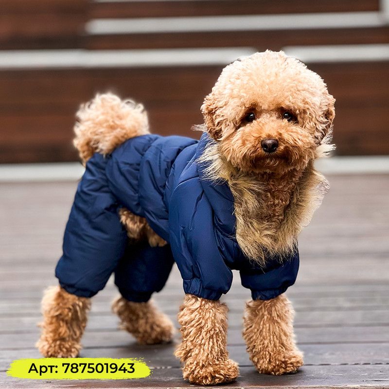 Одежда для мелких и средних пород собак ᐉ Купить с Доставкой и Примеркой