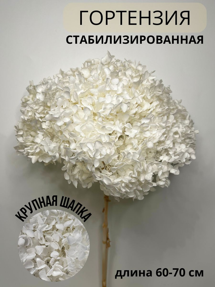 EVA florist Стабилизированные цветы Гортензия, 60 см, 100 гр, 1 шт  #1