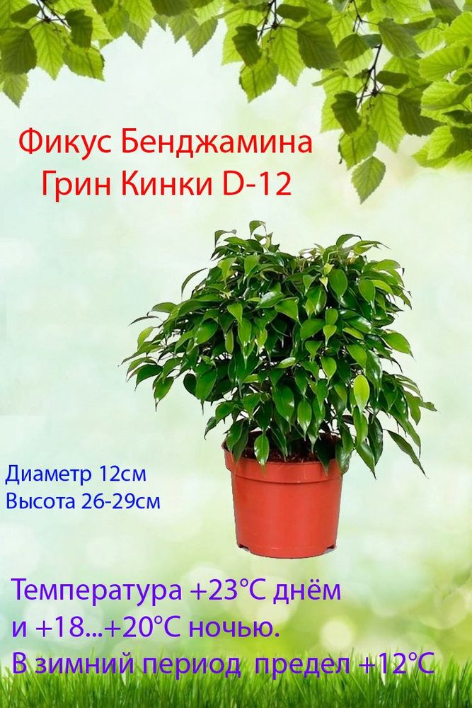 Комнатные растения, цвет Фикус Бенджамина Грин Кинки d-12, 12 см, 1 шт  #1
