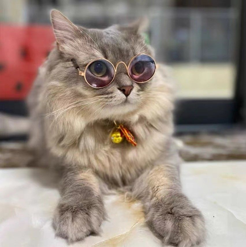 Солнцезащитные очки для кошек и собак, стильный аксессуар для животных, реквизит для фото, золотая оправа, #1