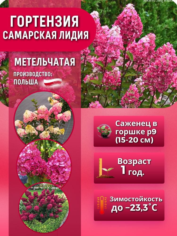 Гортензия метельчатая Самарская Лидия (саженец 15-20 см в горшке)  #1
