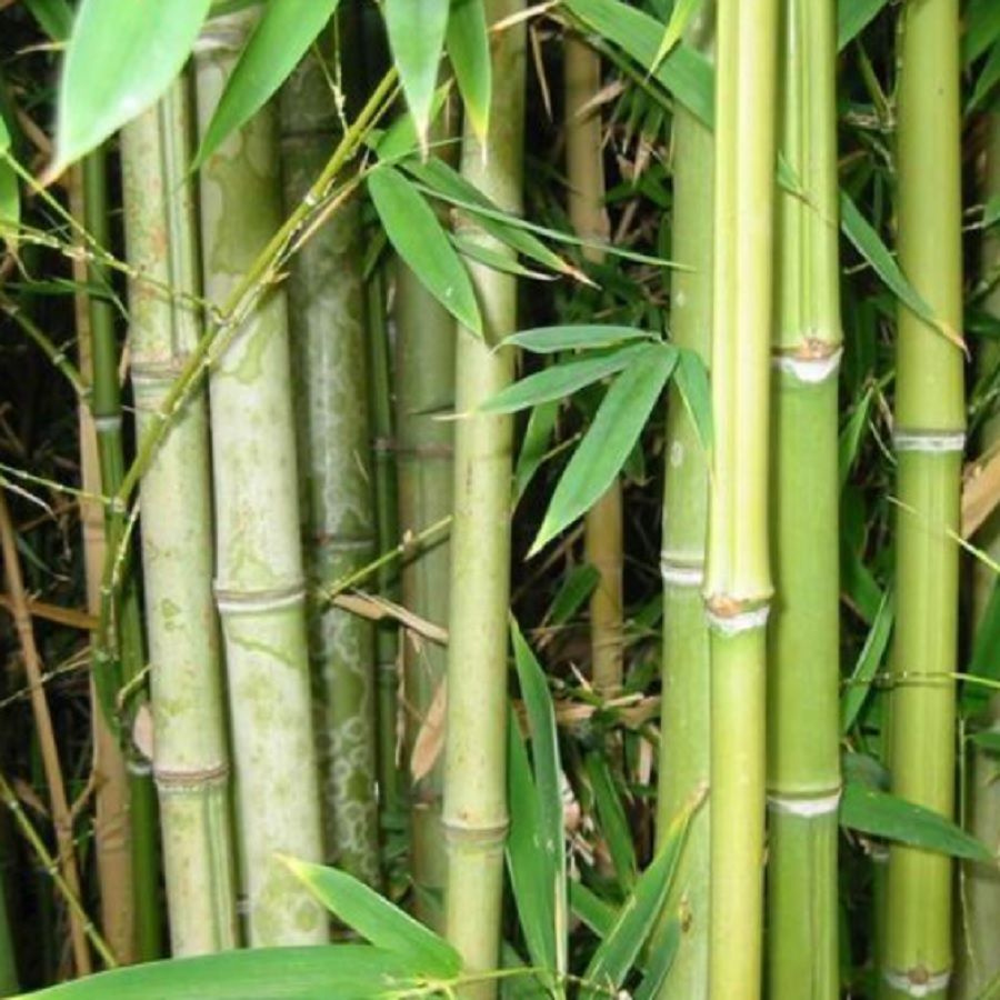 Бамбук arundinacea. Bambusa arundinacea семена. Тростник и бамбук. Бамбук камышовый.