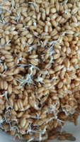 Пшеница Семена БИО для проращивания, 2 кг. #3, Оксана Г.