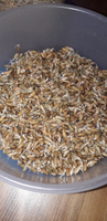 Пшеница Семена БИО для проращивания, 2 кг. #8, Евгений К.